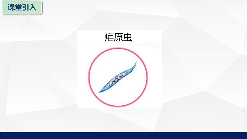 苏教版七年级生物上册 4.1单细胞生物教学课件05