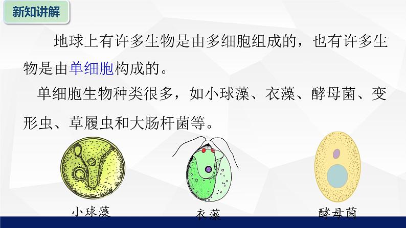 苏教版七年级生物上册 4.1单细胞生物教学课件06