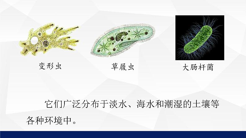 苏教版七年级生物上册 4.1单细胞生物教学课件07