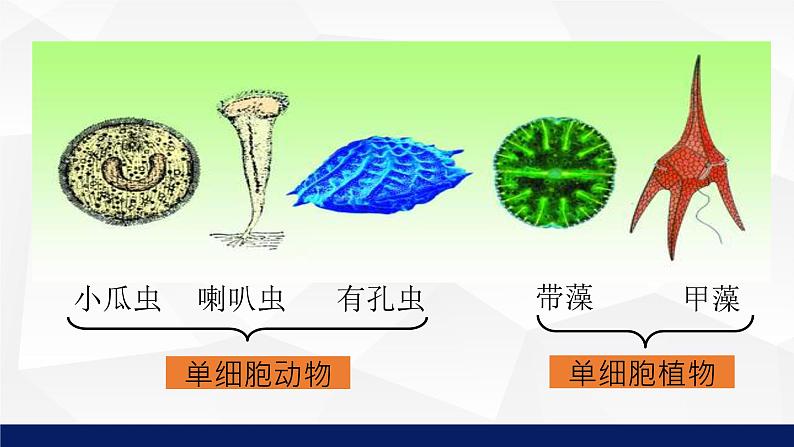 苏教版七年级生物上册 4.1单细胞生物教学课件08