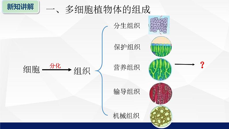 苏教版七年级生物上册 4.2 多细胞生物体的组成教学课件06