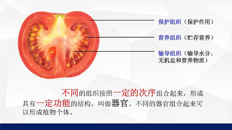 苏教版七年级生物上册 4.2 多细胞生物体的组成教学课件08