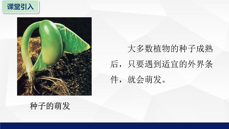 苏教版七年级生物上册 5.1 植物种子的萌发教学课件05