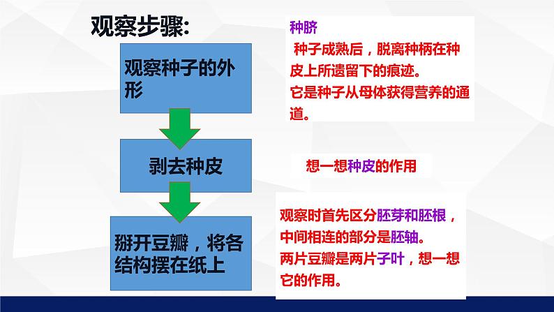 苏教版七年级生物上册 5.1 植物种子的萌发教学课件08