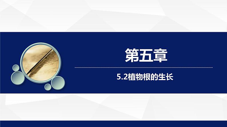 苏教版七年级生物上册 5.2植物根的生长教学课件01