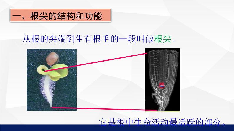 苏教版七年级生物上册 5.2植物根的生长教学课件07