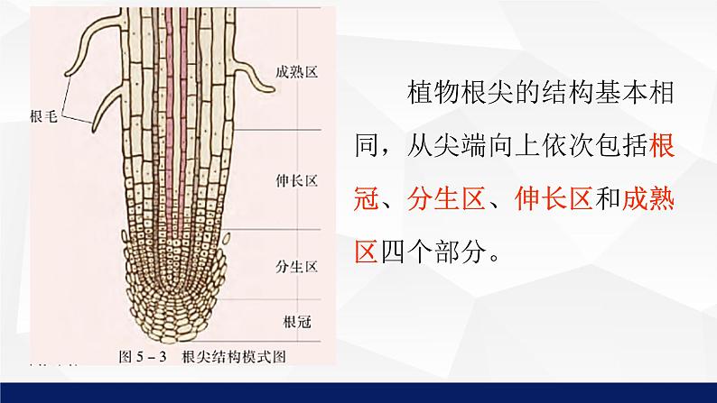 苏教版七年级生物上册 5.2植物根的生长教学课件08