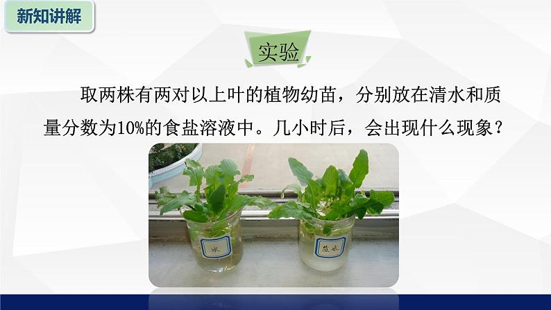 苏教版七年级生物上册 5.3植物生长需要水和无机盐教学课件第6页