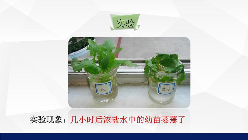 苏教版七年级生物上册 5.3植物生长需要水和无机盐教学课件第7页