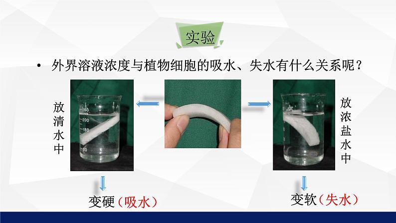 苏教版七年级生物上册 5.3植物生长需要水和无机盐教学课件第8页