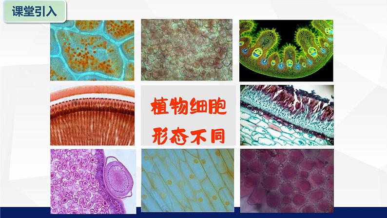 苏教版七年级生物上册 3.1植物细胞的结构与功能教学课件第6页