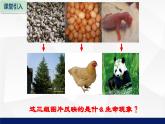 苏教版七年级生物上册 3.3细胞分裂与分化教学课件