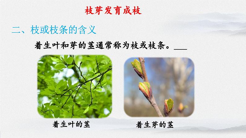 苏教版七年级生物上册 5.4植物茎的输导作用教学课件07