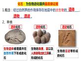 北师大版八年级生物下册课件 21.2 生物的进化（第1课时）