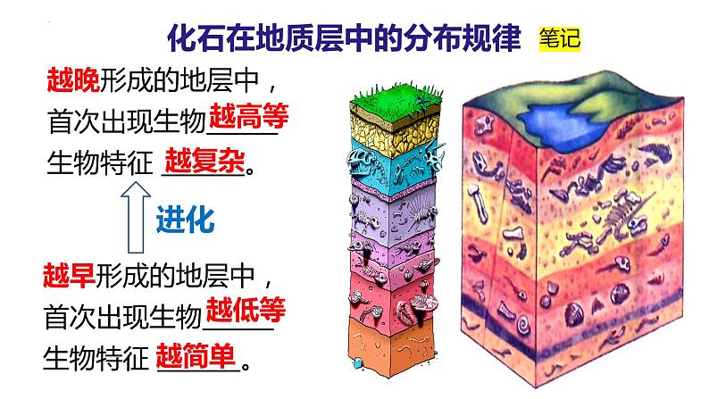 北师大版八年级生物下册课件 21.2 生物的进化（第1课时）06