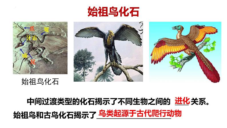 北师大版八年级生物下册课件 21.2 生物的进化（第1课时）08