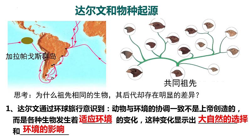 北师大版八年级生物下册课件 21.2 生物的进化（第2课时）07