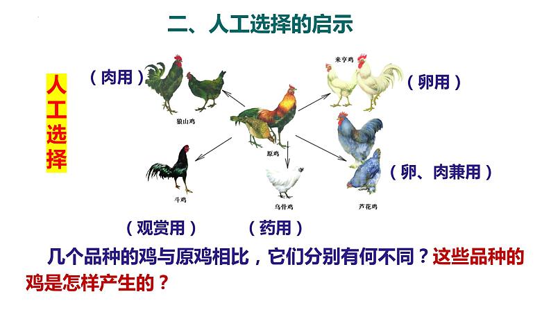 北师大版八年级生物下册课件 21.2 生物的进化（第2课时）08