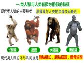 北师大版八年级生物下册课件 21.3 人类的起源与进化