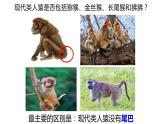 北师大版八年级生物下册课件 21.3 人类的起源与进化