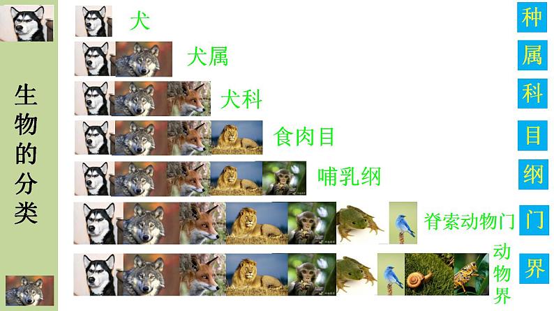 北师大版八年级生物下册课件 22.1 生物的分类06