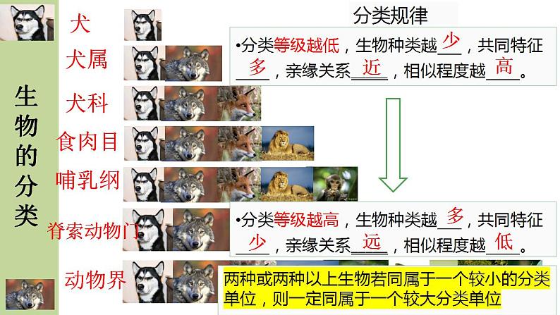 北师大版八年级生物下册课件 22.1 生物的分类07