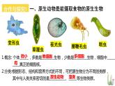 北师大版八年级生物下册课件 22.2 原生生物的主要类群