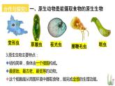 北师大版八年级生物下册课件 22.2 原生生物的主要类群
