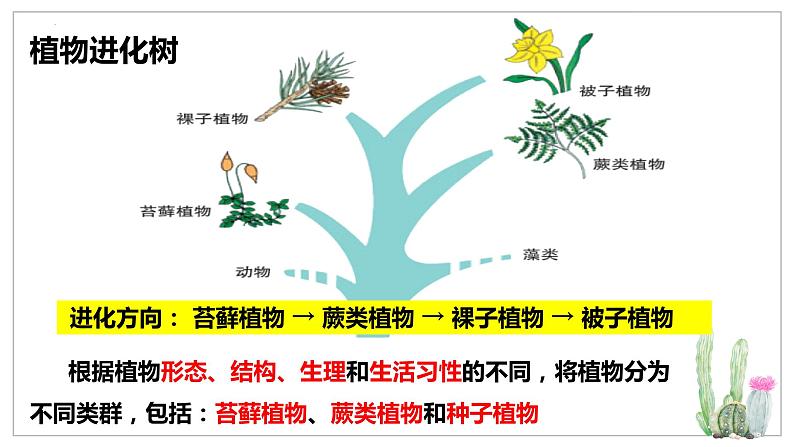 北师大版八年级生物下册课件 22.3 植物的主要类群（第1课时）04