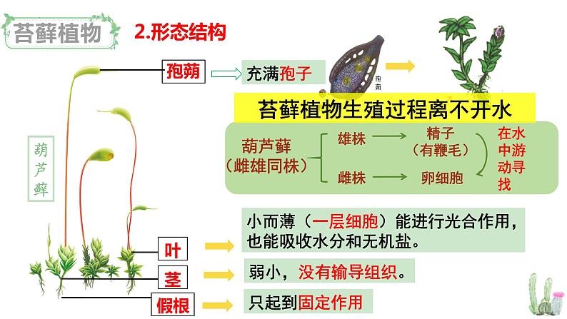 北师大版八年级生物下册课件 22.3 植物的主要类群（第1课时）07