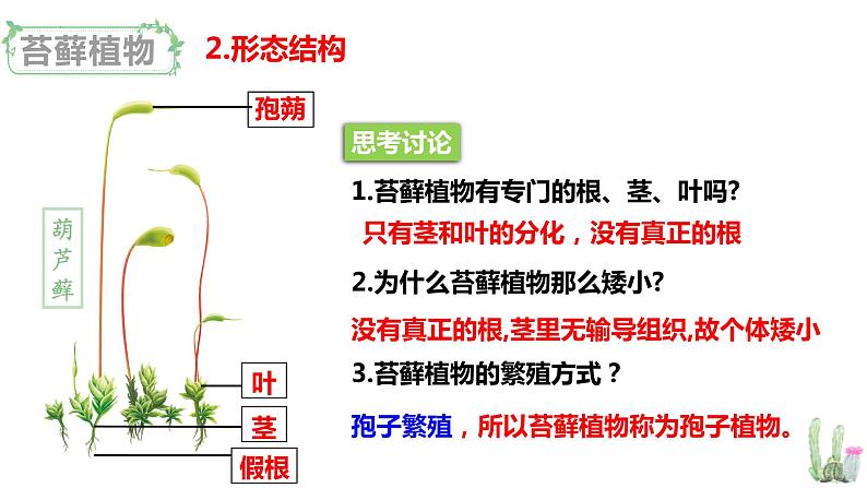 北师大版八年级生物下册课件 22.3 植物的主要类群（第1课时）08