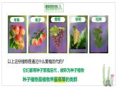 北师大版八年级生物下册课件 22.3 植物的主要类群（第2课时）