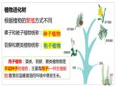 北师大版八年级生物下册课件 22.3 植物的主要类群（第2课时）