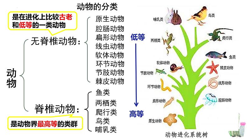 北师大版八年级生物下册课件 22.4 动物的主要类群（第1课时）05