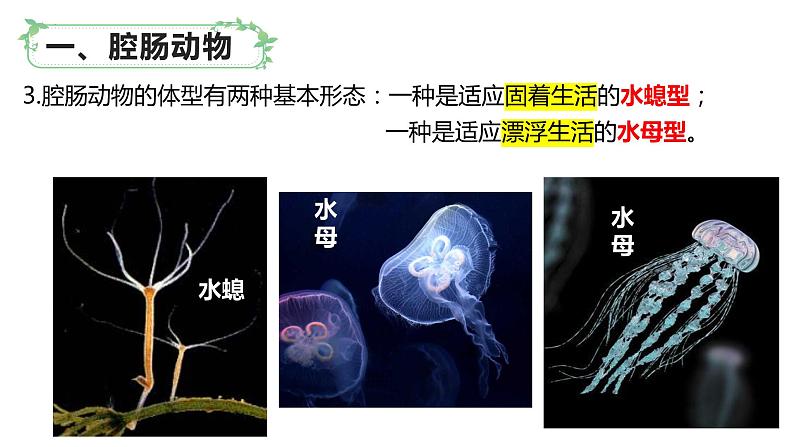 北师大版八年级生物下册课件 22.4 动物的主要类群（第1课时）07