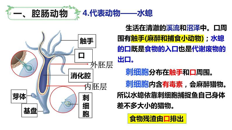 北师大版八年级生物下册课件 22.4 动物的主要类群（第1课时）08