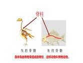北师大版八年级生物下册课件 22.4 动物的主要类群（第3课时）