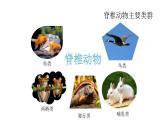 北师大版八年级生物下册课件 22.4 动物的主要类群（第3课时）