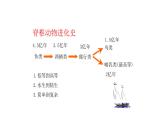 北师大版八年级生物下册课件 22.4 动物的主要类群（第3课时）
