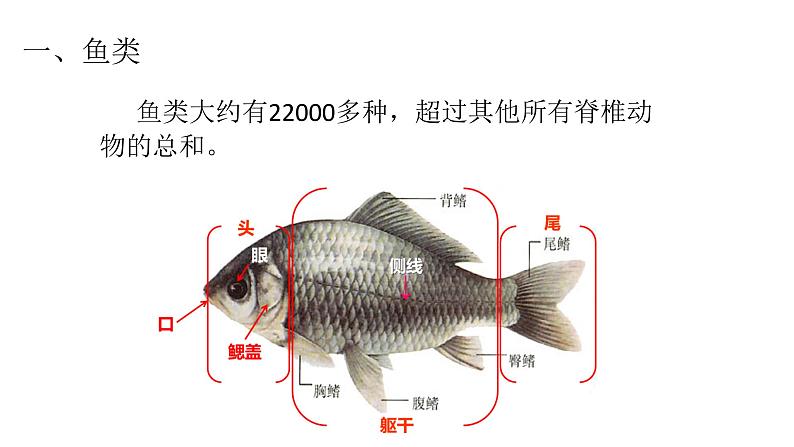 北师大版八年级生物下册课件 22.4 动物的主要类群（第3课时）07