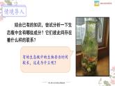 北师大版八年级生物下册课件 23.4 生态系统的稳定性