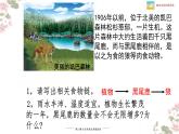 北师大版八年级生物下册课件 23.4 生态系统的稳定性