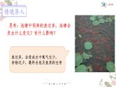 北师大版八年级生物下册课件 24.1 人口增长与计划生育