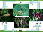 人教版生物八年级下册 第二节 昆虫的生殖和发育 (2) 课件