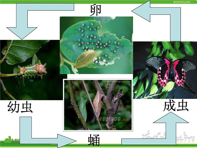 人教版生物八年级下册 第二节 昆虫的生殖和发育 (2) 课件第3页