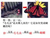 人教版生物八年级下册 第二节 昆虫的生殖和发育 (3) 课件