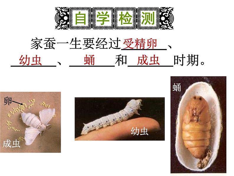 人教版生物八年级下册 第二节 昆虫的生殖和发育 (3) 课件第8页