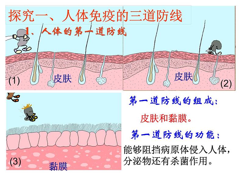 人教版生物八年级下册 第二节 免疫与计划免疫 (1) 课件06