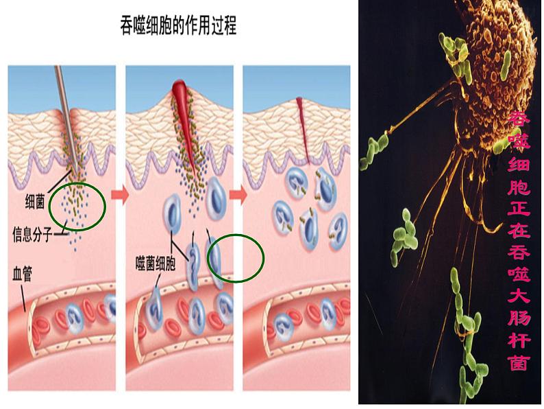 人教版生物八年级下册 第二节 免疫与计划免疫 (2) 课件第7页