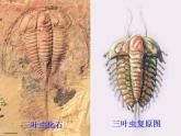人教版生物八年级下册 第二节 生物进化的历程 (1) 课件